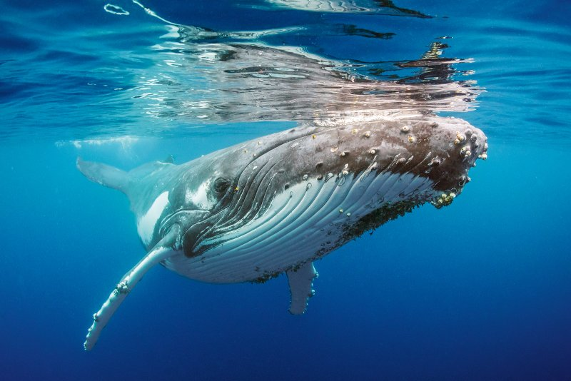 Close-up underwater view of a humpback whale swimming near the surface in clear ocean water