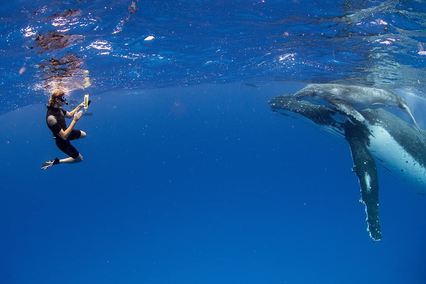 Underwater encounter between a diver and humpback whales in clear blue ocean water