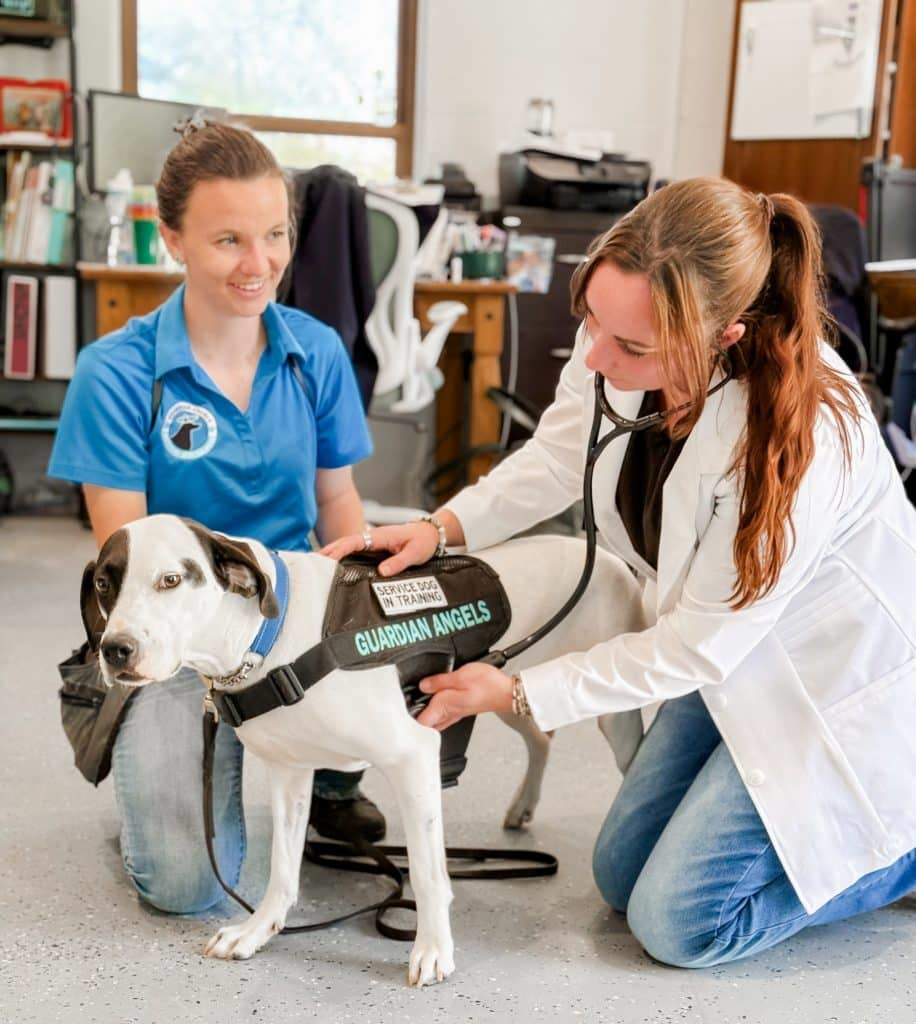 Service dog receiving veterinary care