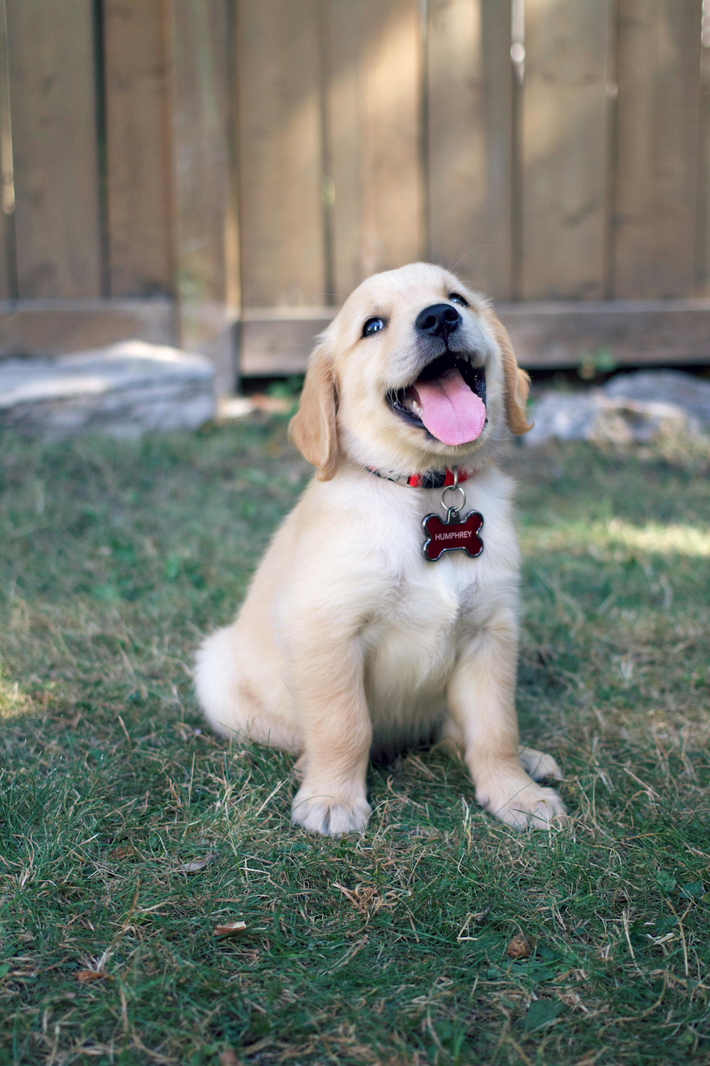 7 Essential Tips for New Pet Owners