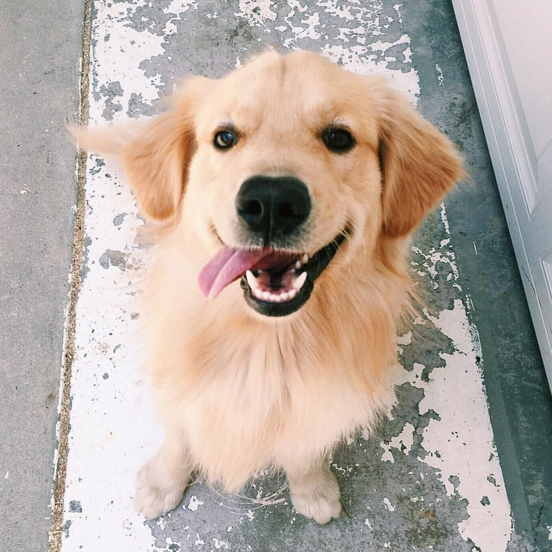 Understanding Pet Nutrition