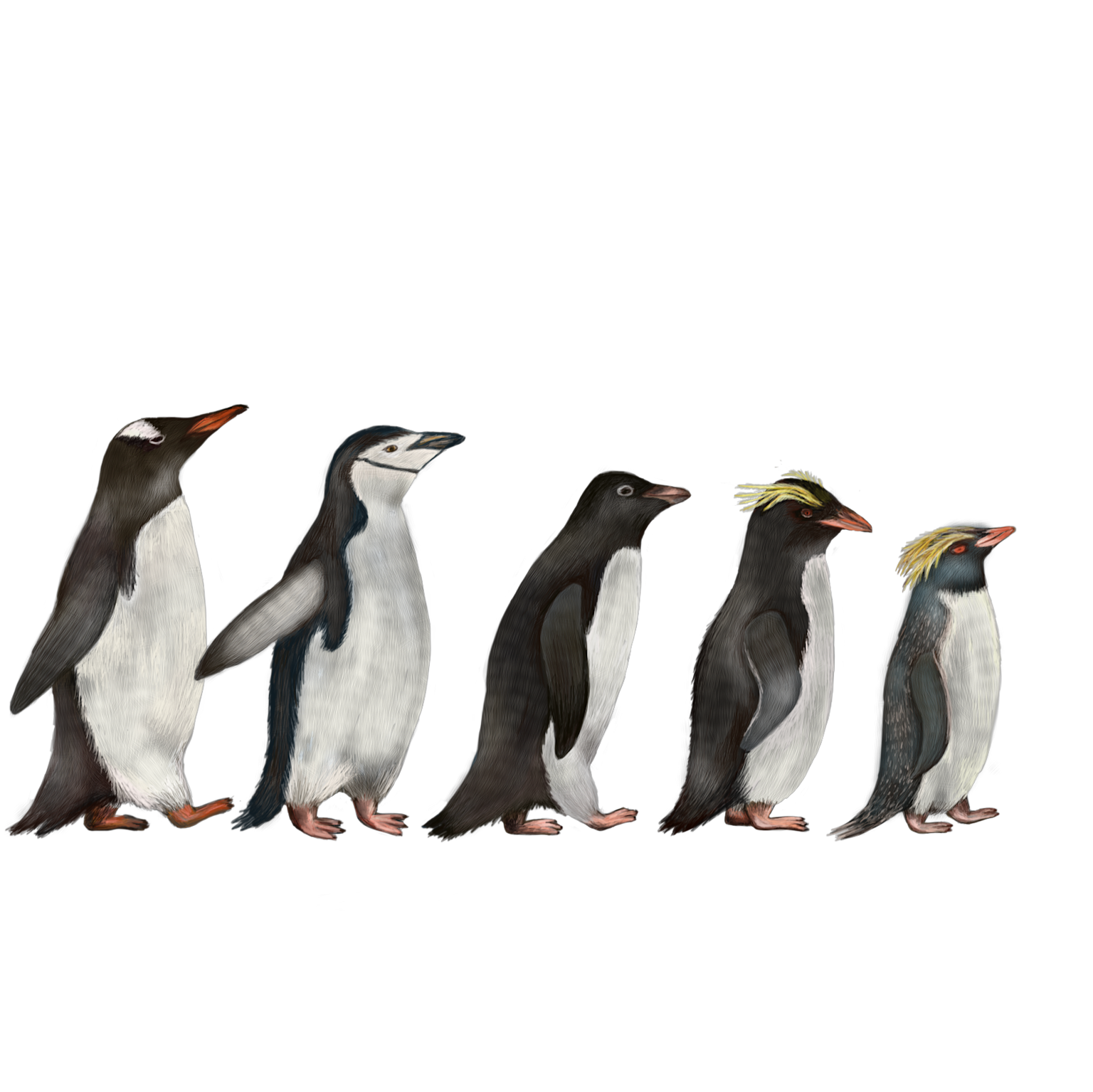 Penguin species comparison