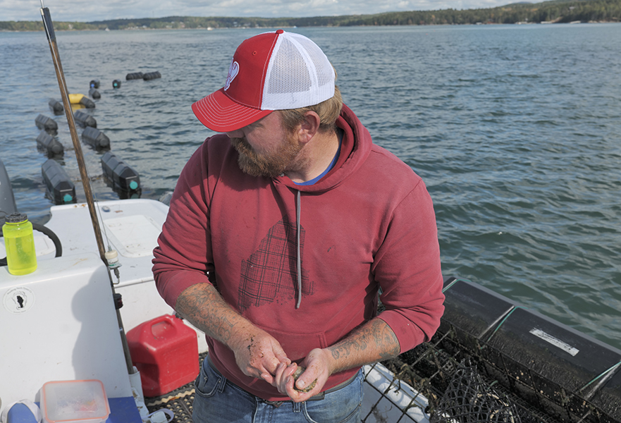 Worker with tattoos on an oyster farming boat in Frenchman Bay, Maine, indicative of local oyster farming practices
