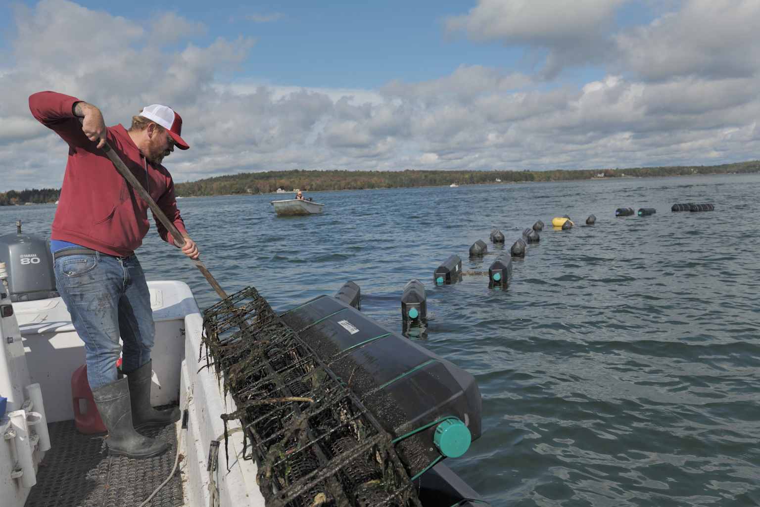 Oyster farming operation in Frenchman Bay, Maine, showing a worker handling oyster cages on a boat