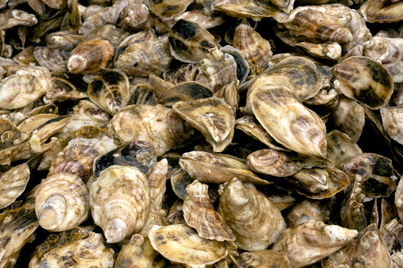 Close-up of a pile of oysters from a shellfish farm, possibly related to Maine's aquaculture industry