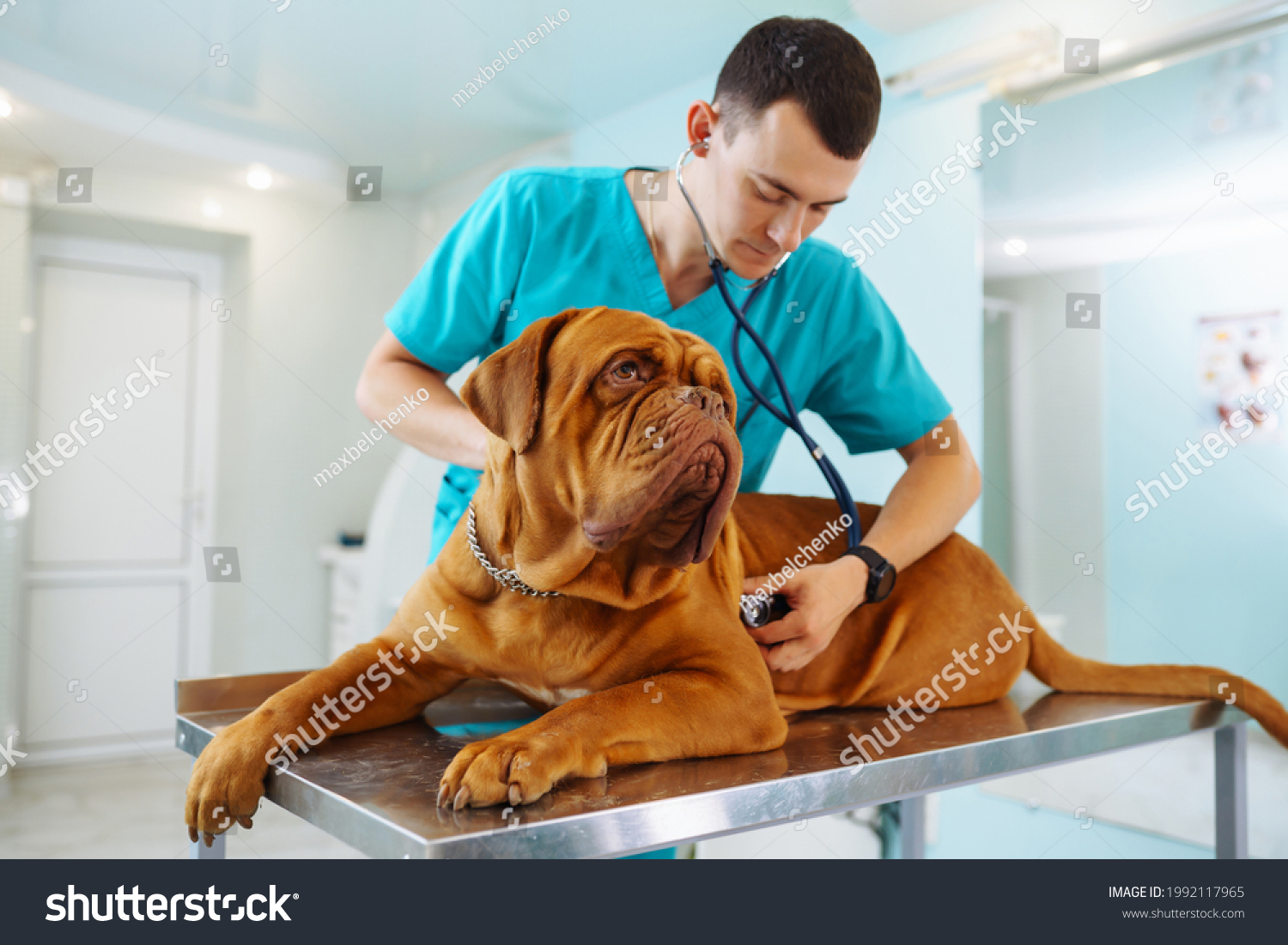 Training Your Dog