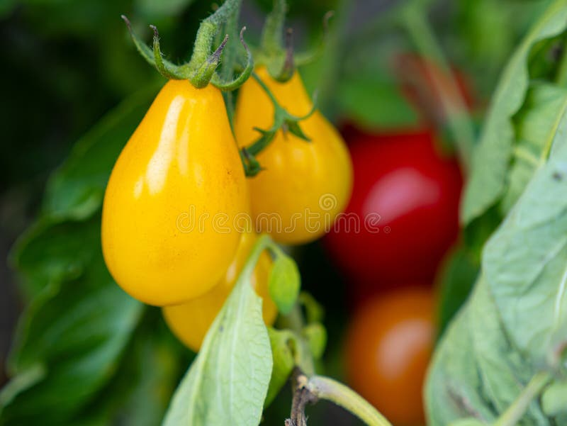 Close-up of yellow teardrop-shaped pear tomatoes on the vine with green leaves and red/orange tomatoes blurred in the background