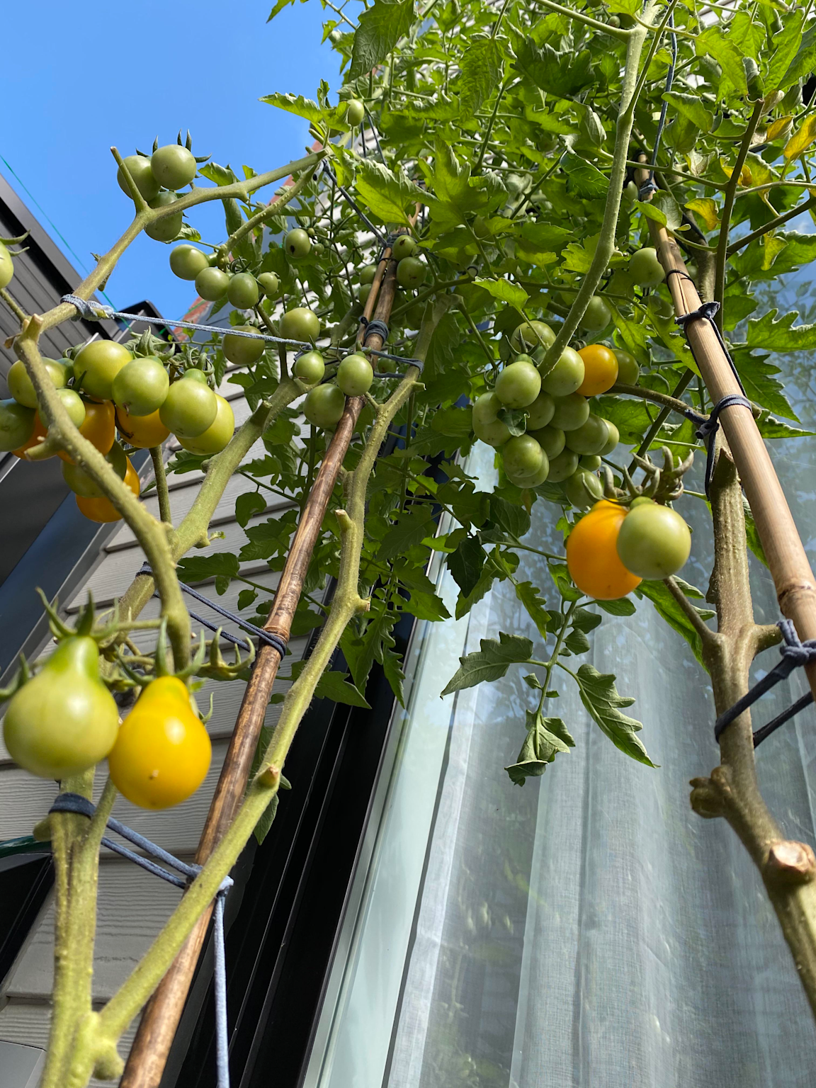 Yellow pear tomato plant growing with clusters of small, pear-shaped green and yellow tomatoes supported by bamboo stakes