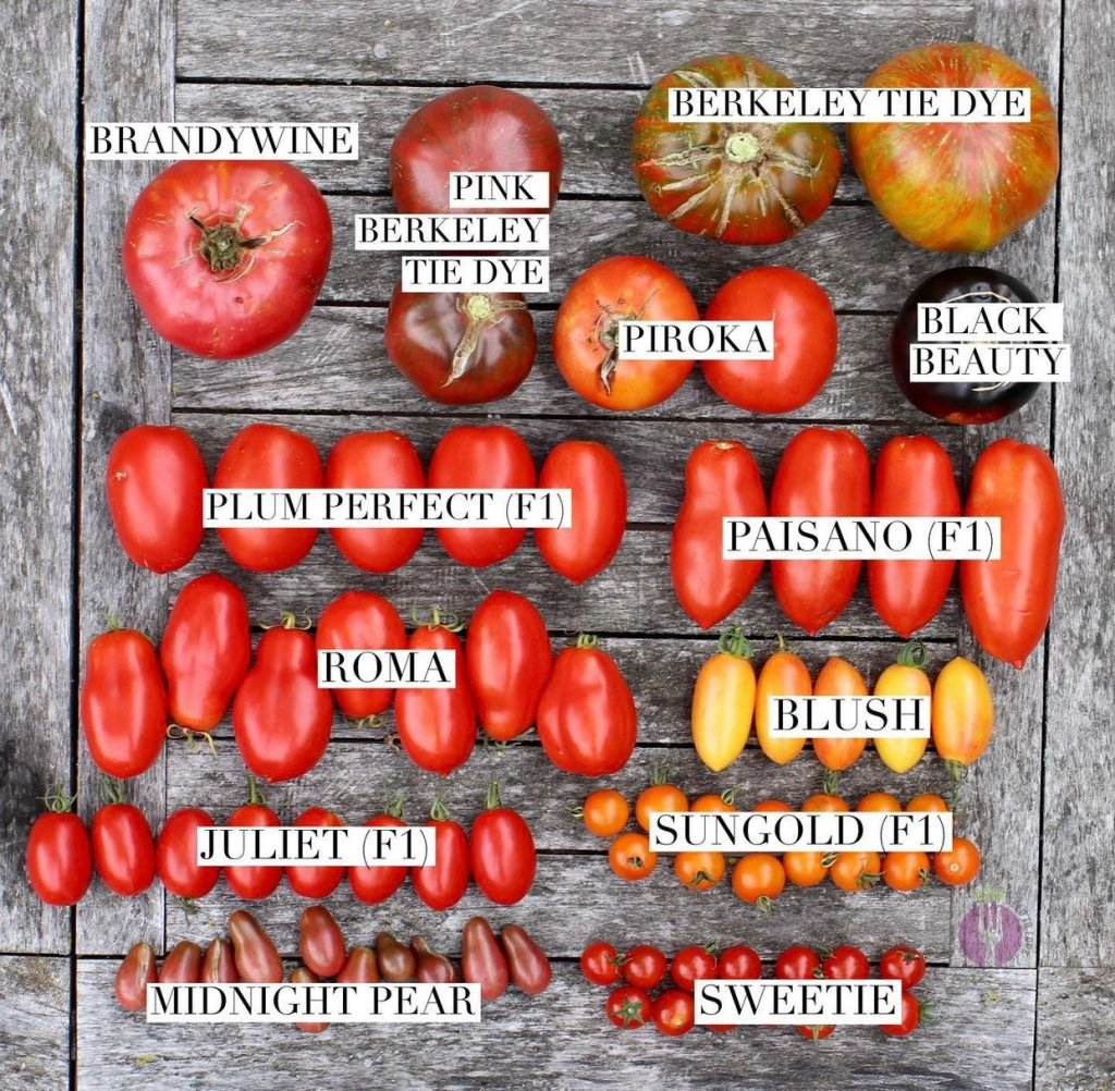 Comparison of various tomato varieties, including pear-shaped tomatoes like plum perfect and juliet, showing size and shape differences