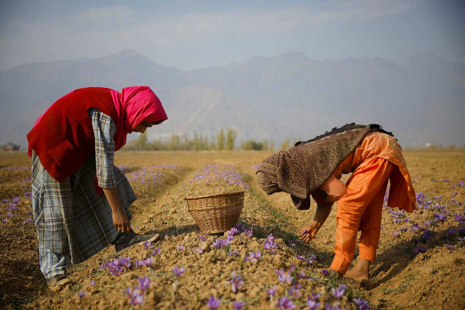 Farmers harvesting saffron flowers in a dry agricultural field with mountains in the background