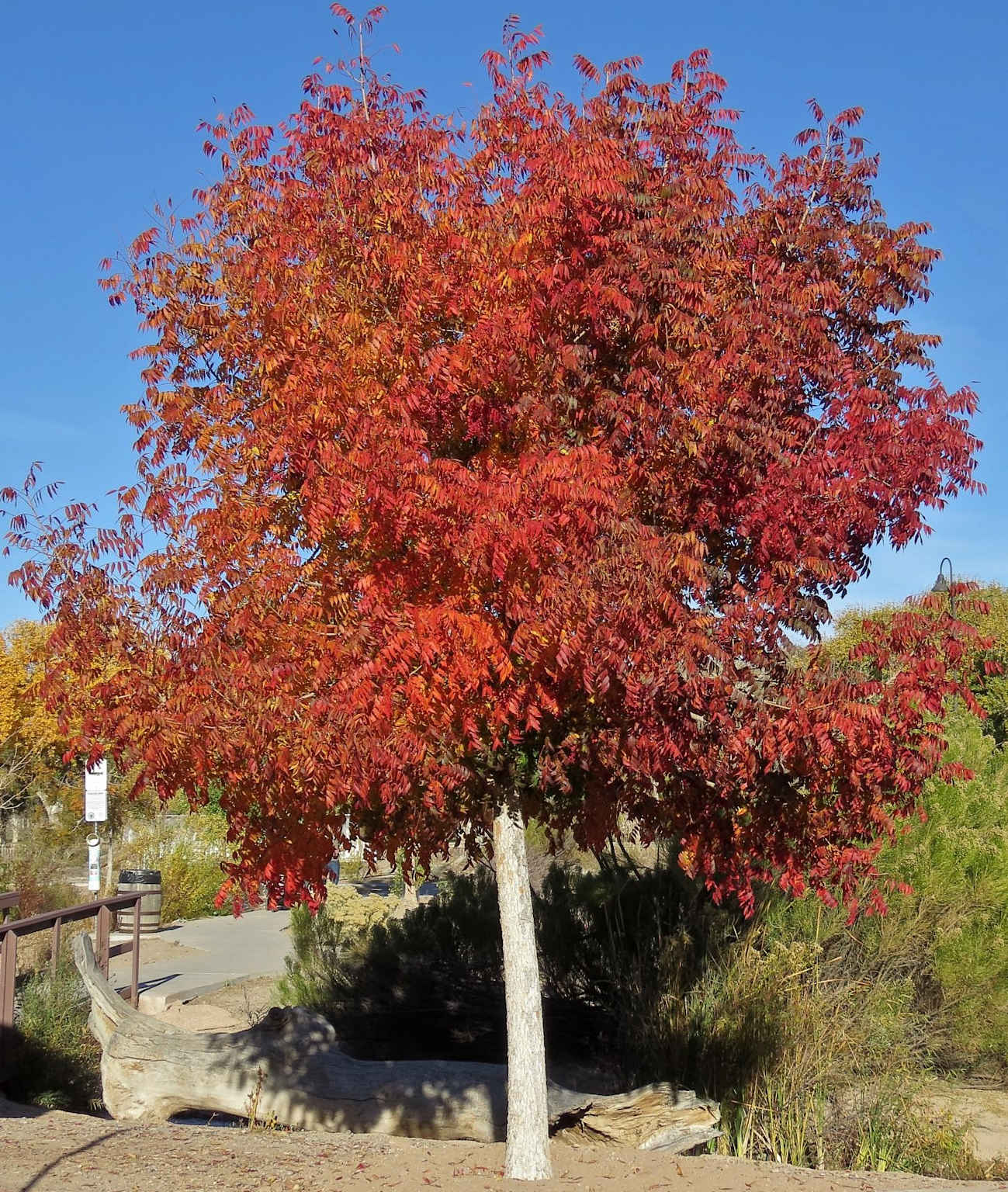 Chinese Pistache tree showcasing vibrant autumn foliage, known for its drought tolerance and adaptability to dry climates