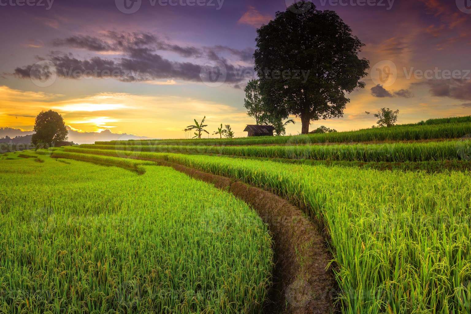 Rice Field