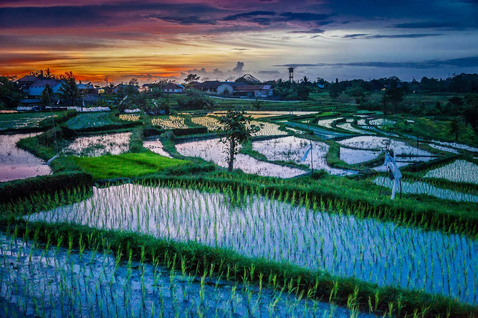 Sunset Rice Field