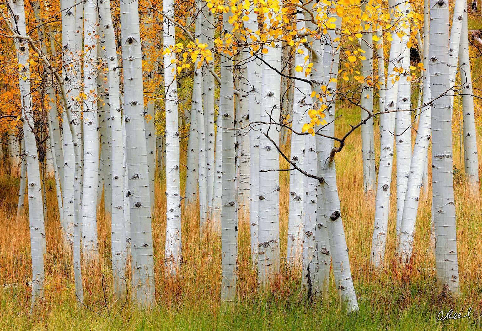 Maroon Bells Aspen Colorado golden aspen trees