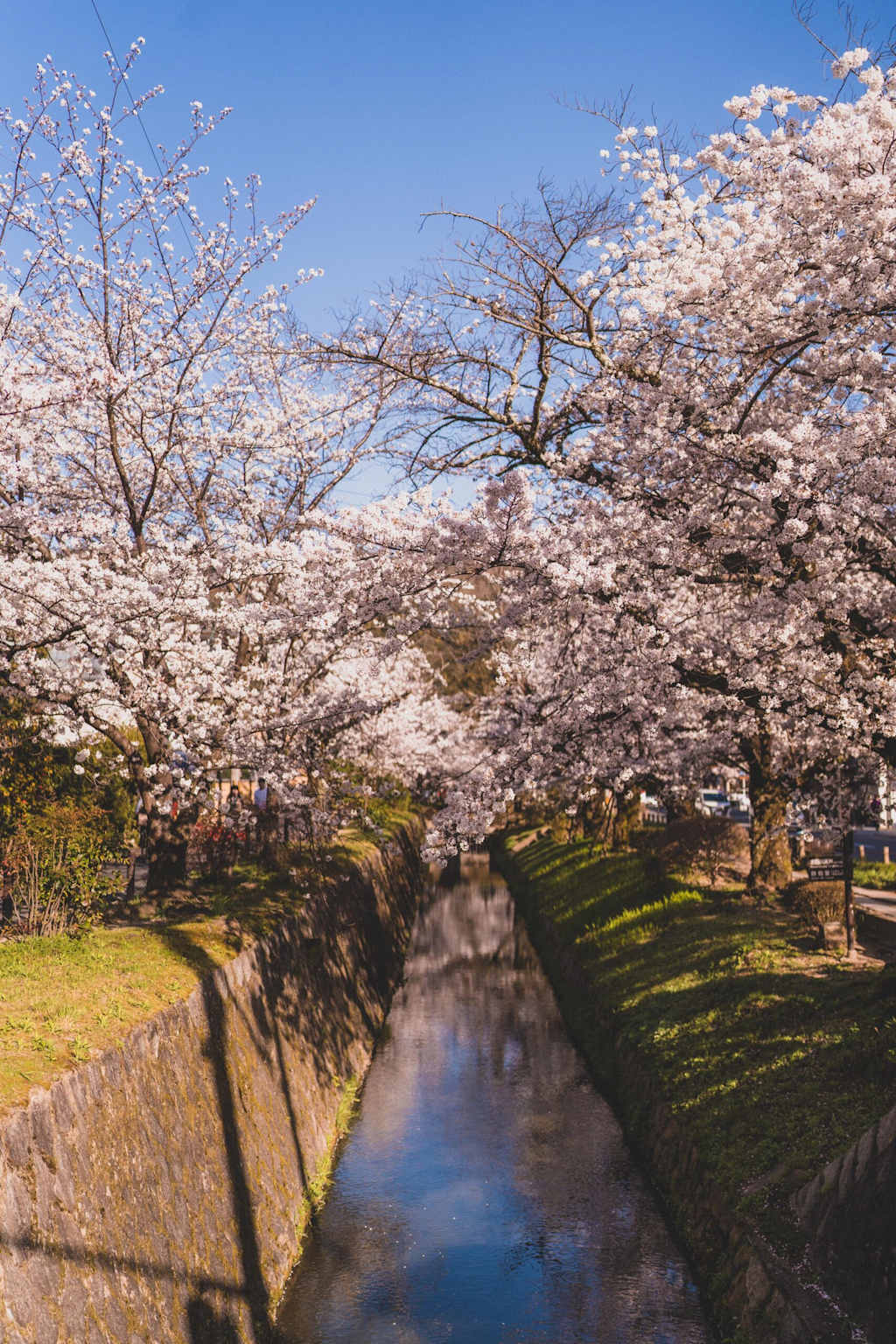 Tokyo Ueno Park cherry blossoms