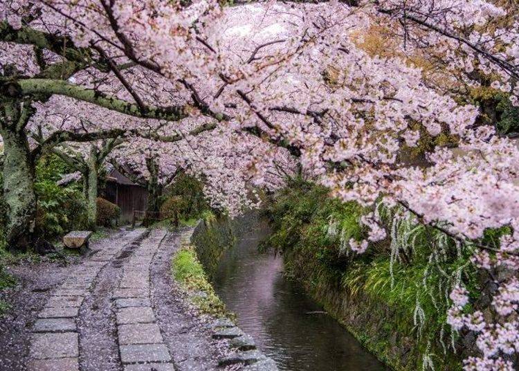 Philosopher's Path in Kyoto with cherry blossoms