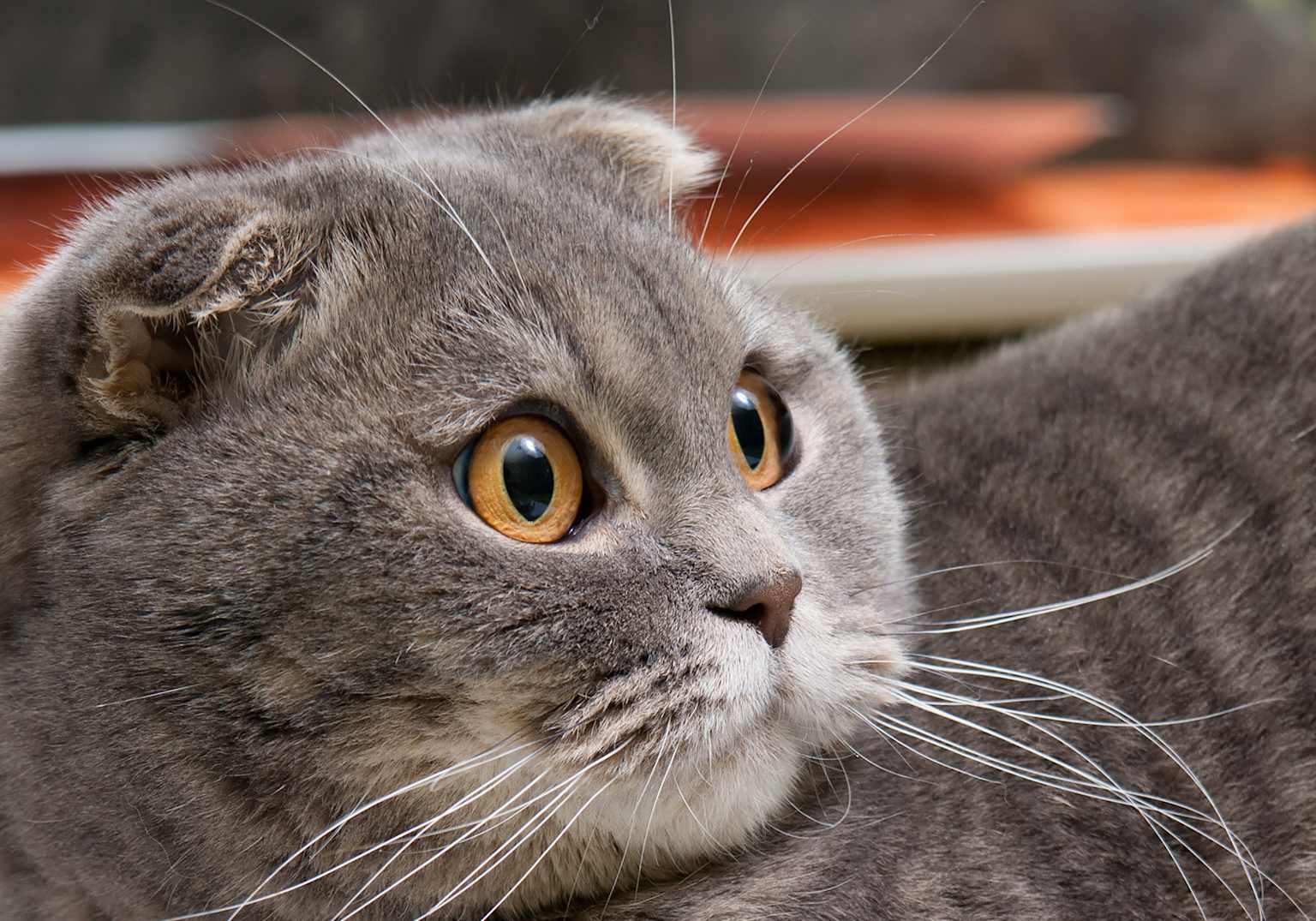 Scottish Fold cat