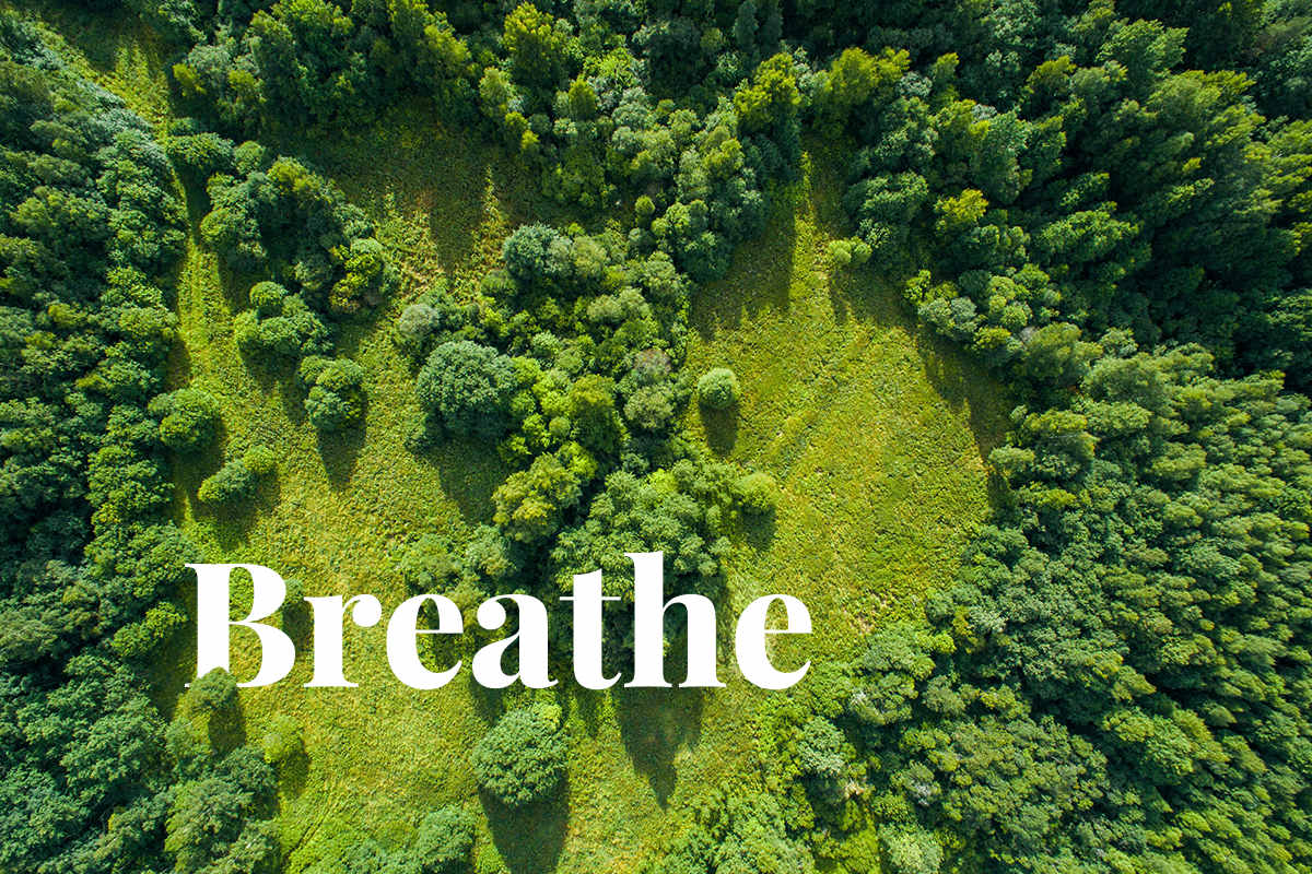 Trees Cleaning Air - Nature's Air Purifiers