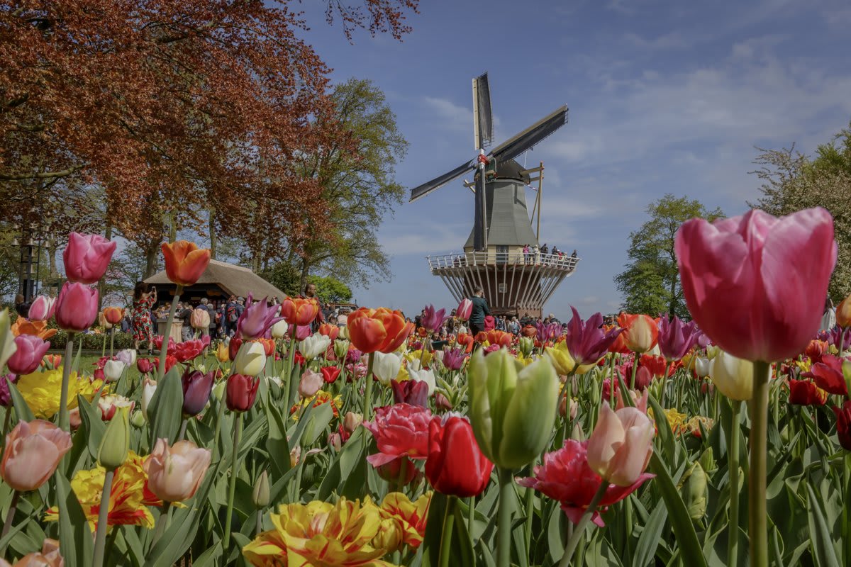 Keukenhof Gardens tulip fields Netherlands