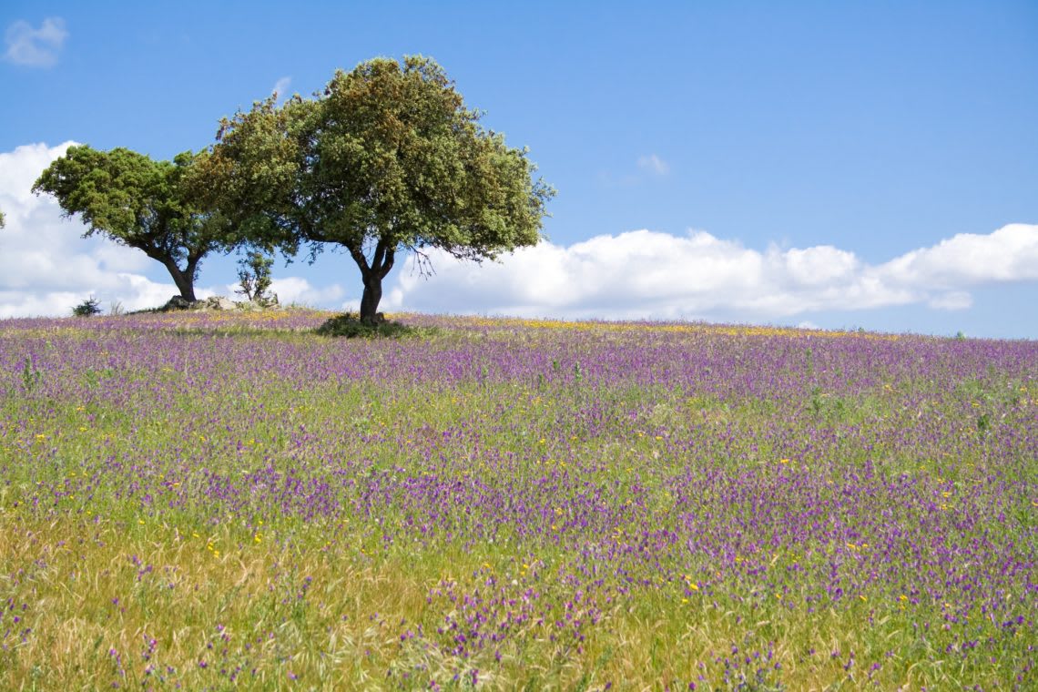 Portugal Alentejo spring landscape with wildflowers