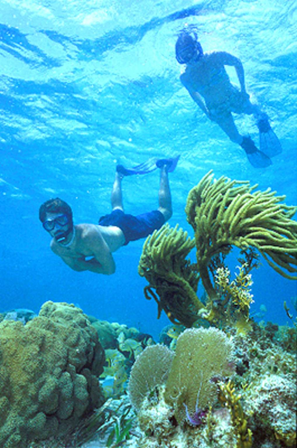 snorkeling Caribbean coral reef