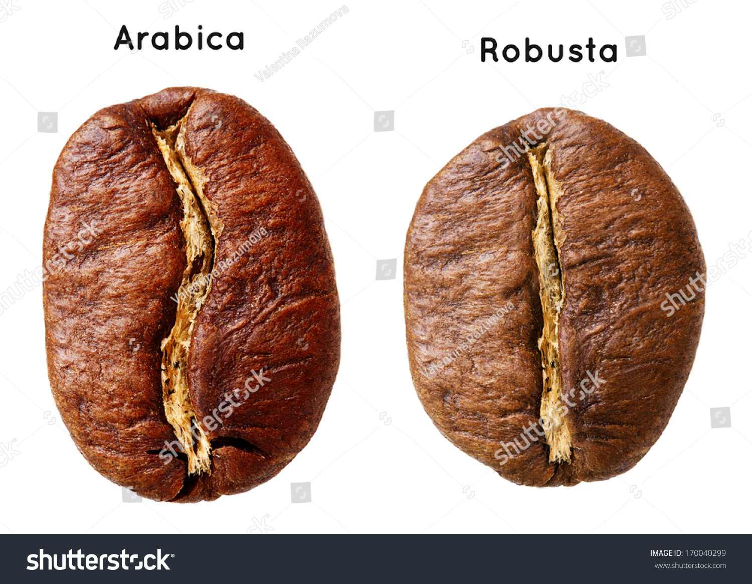 Arabica Coffee