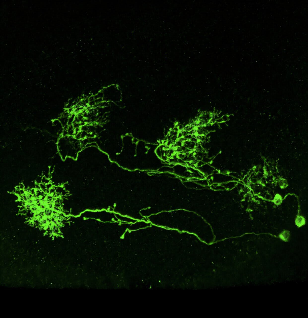 Un nuevo atlas cerebral revela que las neuronas construyen su identidad después del nacimiento, no a partir de las células progenitoras